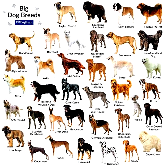 What is considered a large breed dog?