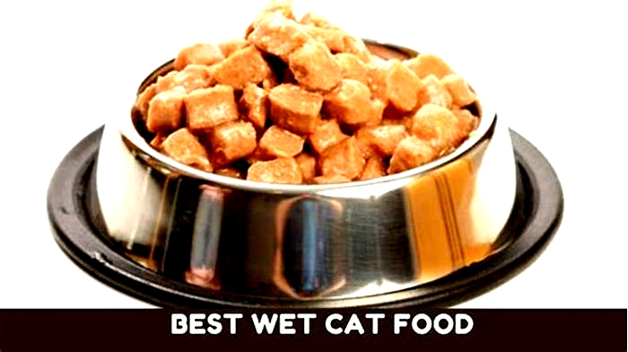 What is the best cat food for indoor cats