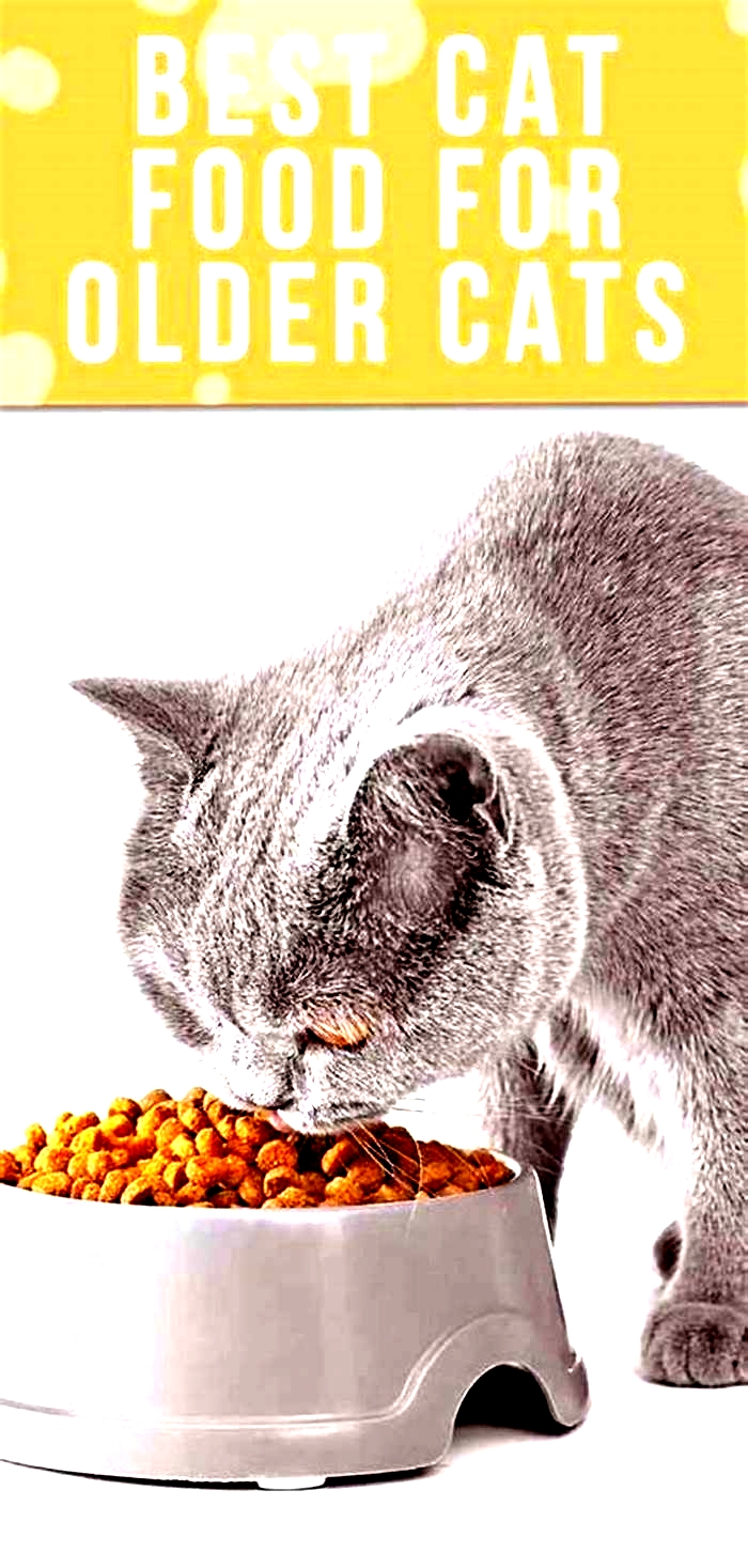 What is the best cat food for older cats?