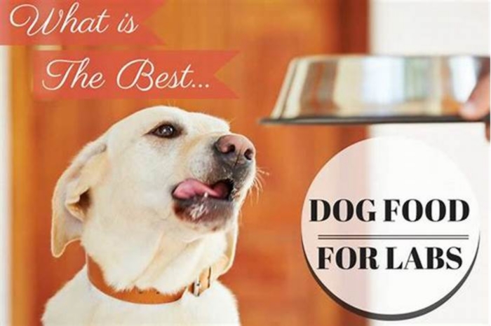 What is the best dog food for a labrador?