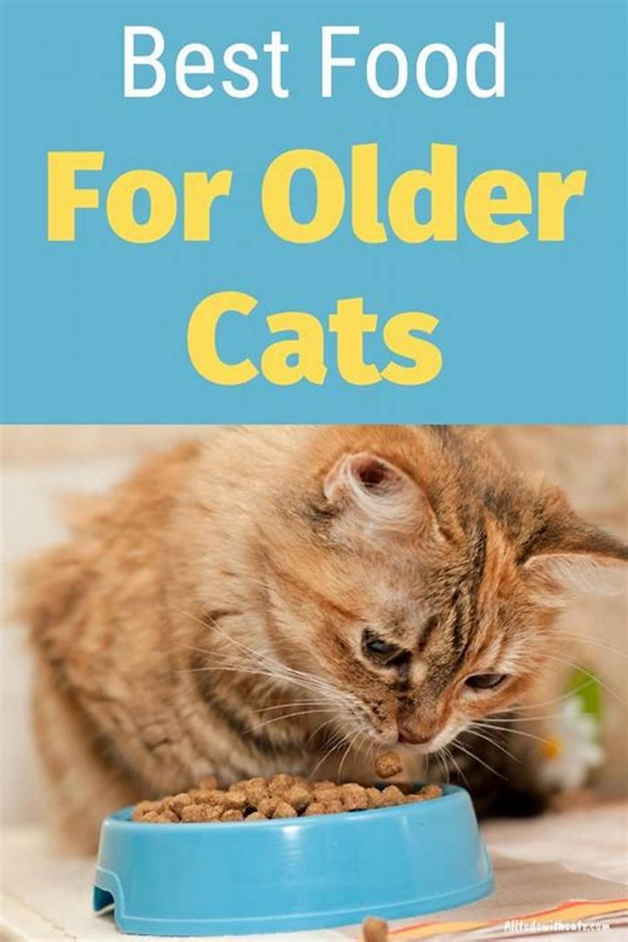 What is the best food to feed a senior cat