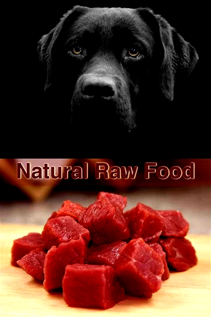 What is the best meat for Labradors