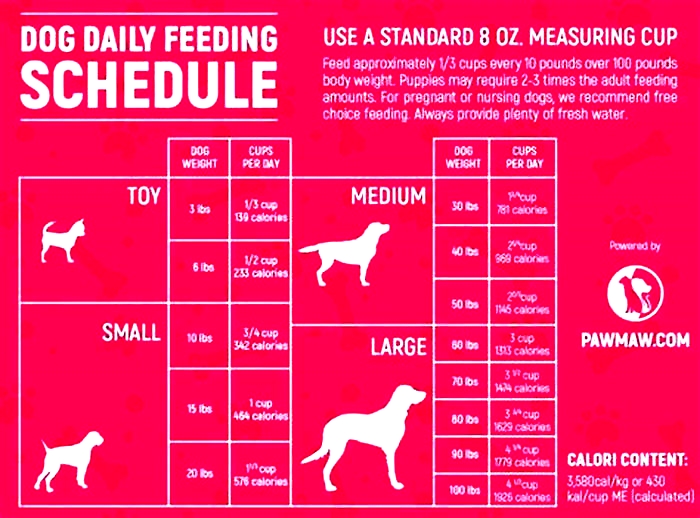 What is the best time of day to feed a Labrador?