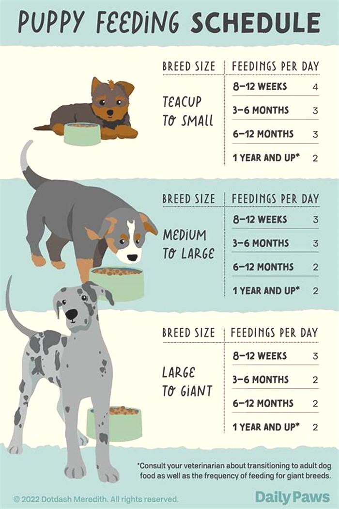 What is the best time to feed a dog at night?