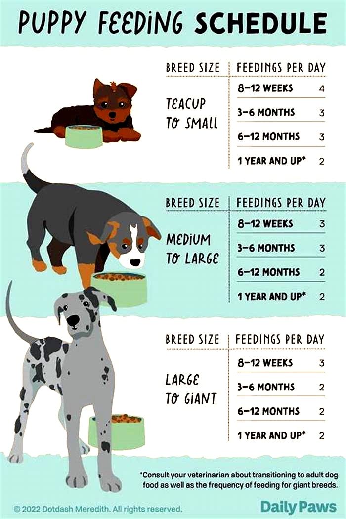 What is the best time to feed a puppy?