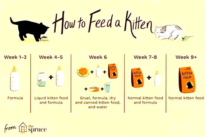 What is the best time to feed cats?