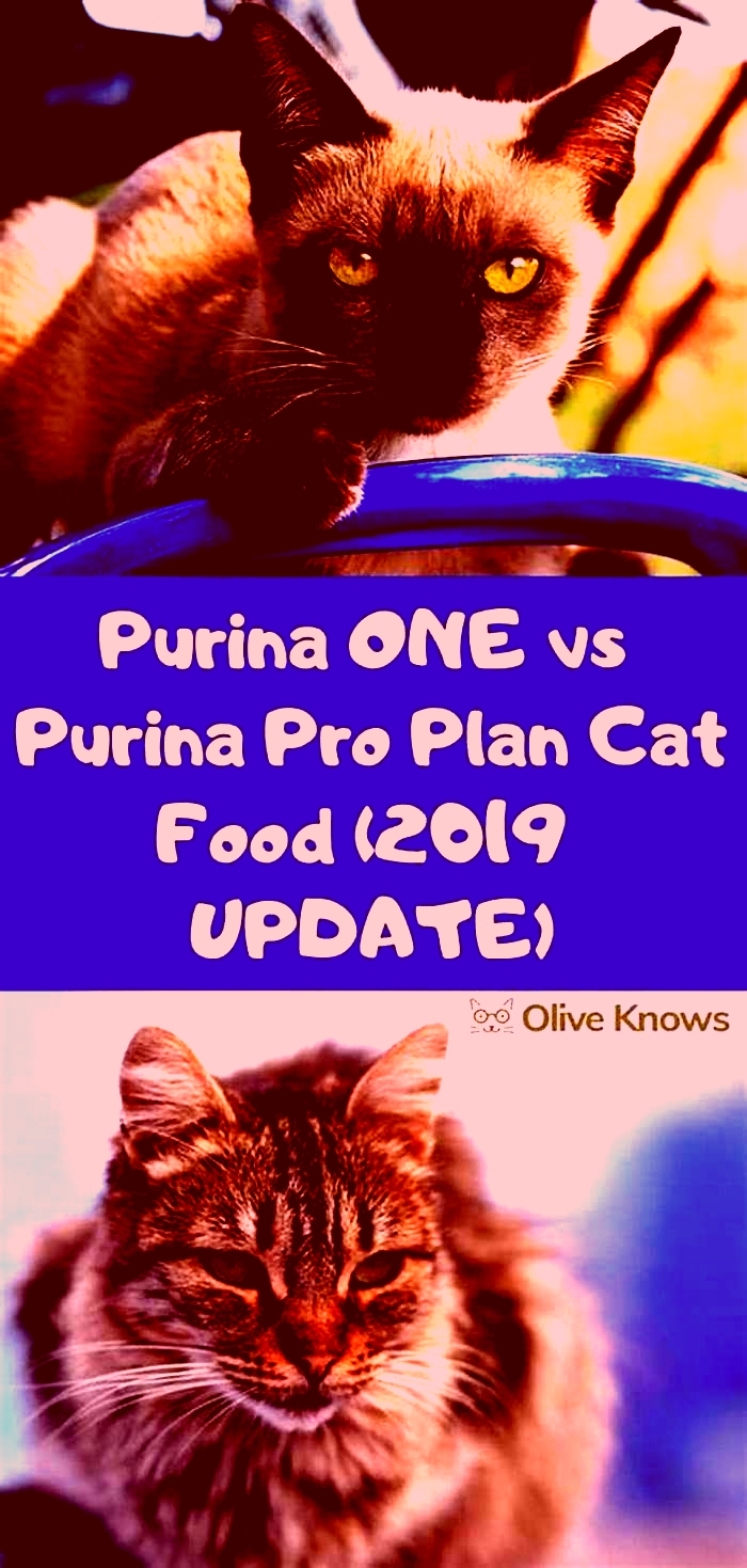 What is the difference between Purina One and Purina Pro Plan cat food?