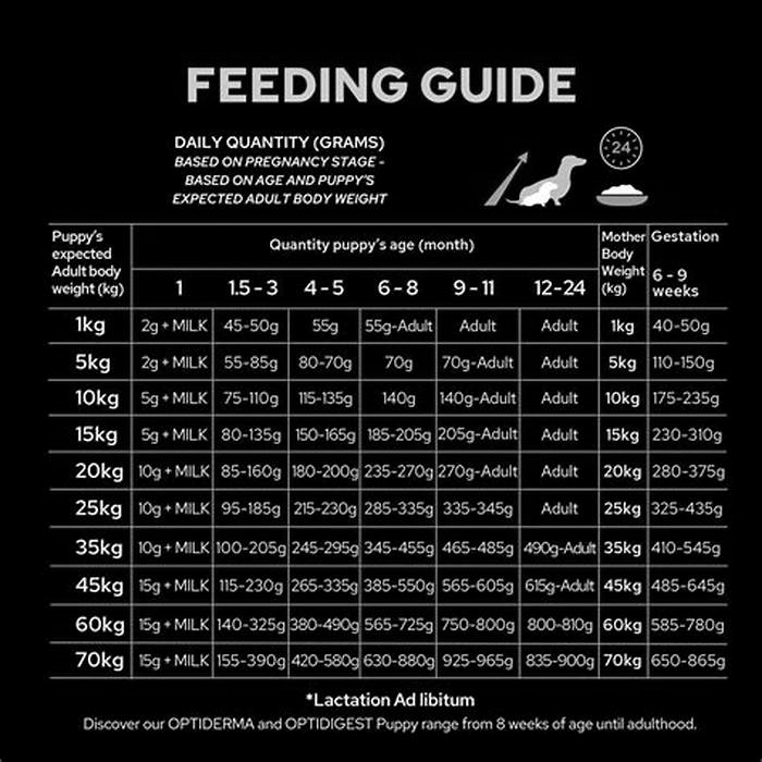 What is the feeding schedule for Labradors?