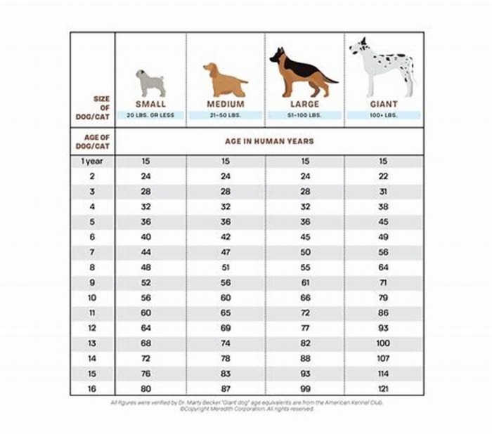 What is the hardest age for a Lab puppy