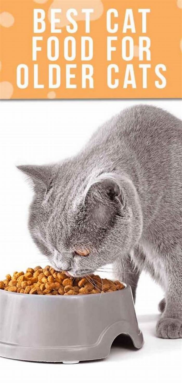 What is the healthiest food for a senior cat?