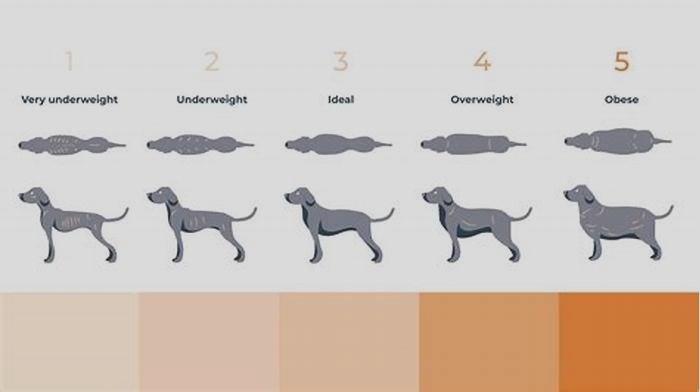 What is the ideal weight for a Labrador in KG