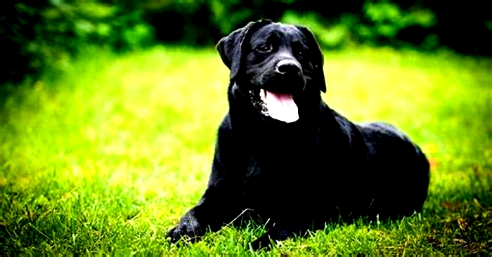 What is the lifespan of a male Labrador?