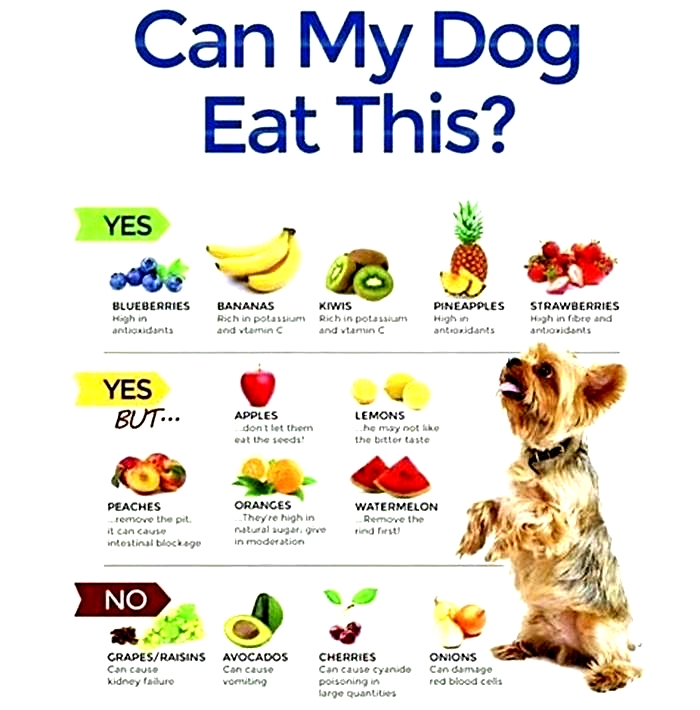 What is the most healthy food for puppies