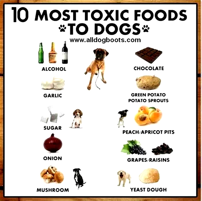 What is the most toxic fruit for dogs