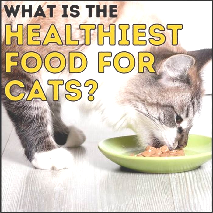 What is the number 1 healthiest cat food?