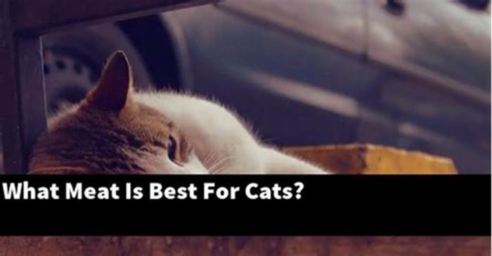 What meat is easiest for cats to digest