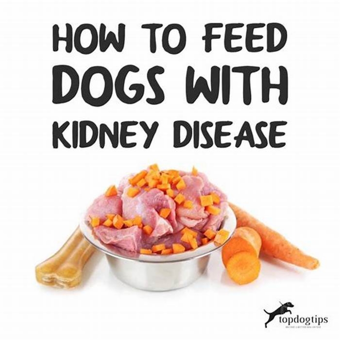 What not to feed a dog with kidney failure?