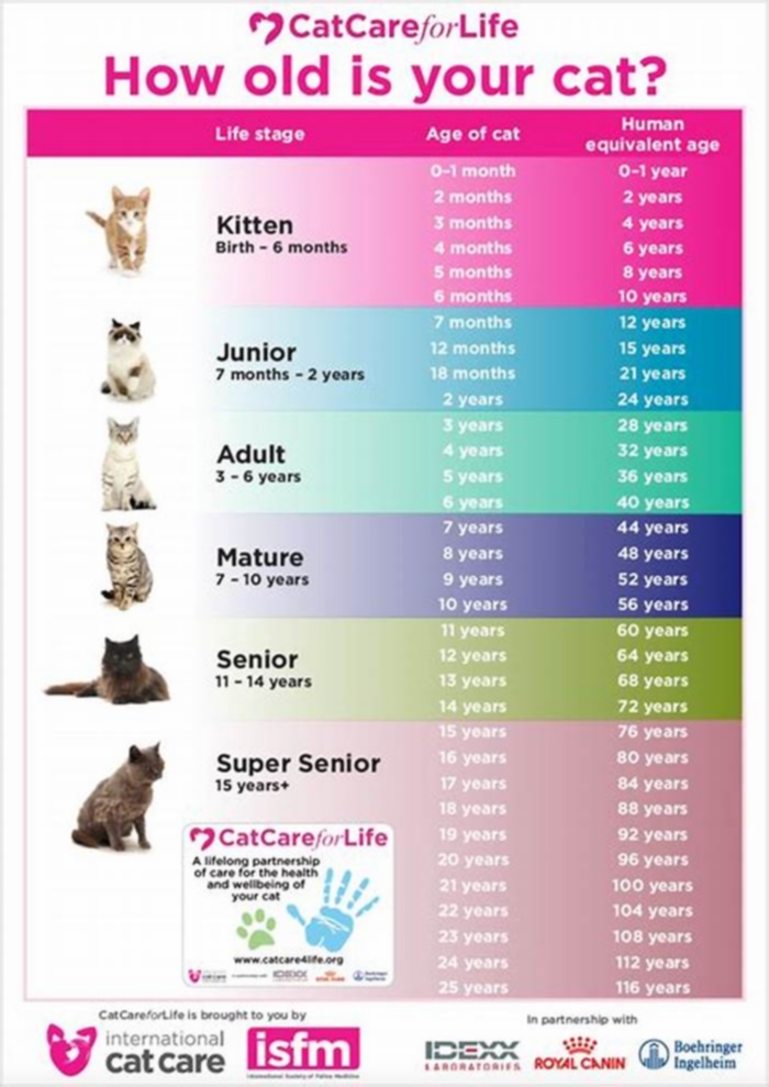 What percentage of cats live to 20