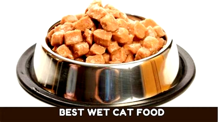 What should I add to my cats wet food