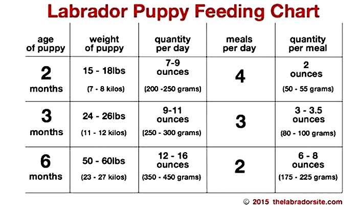 What should I feed my Labrador daily?