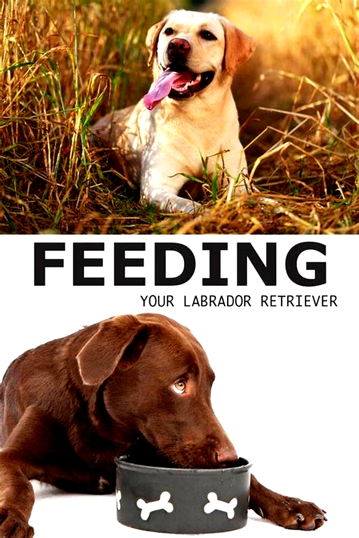 What should a Labrador eat in a day?