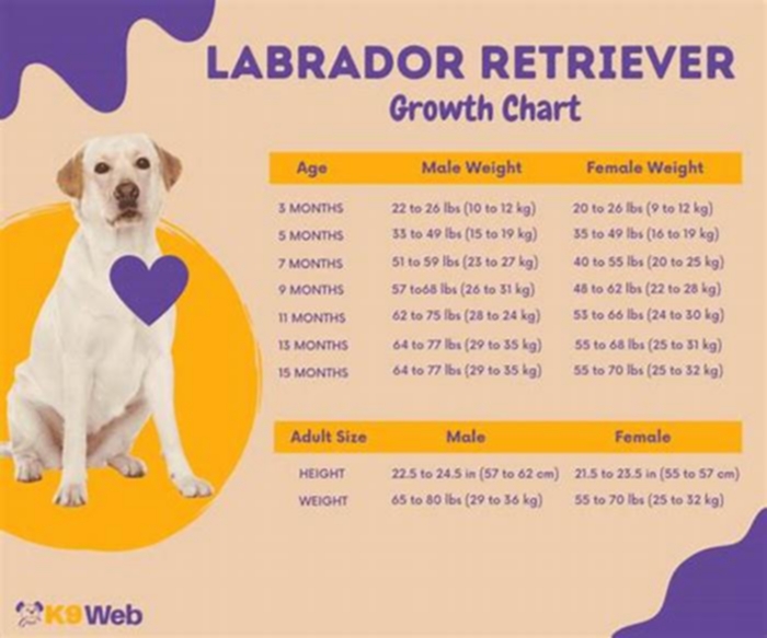 What should a Labrador weigh in kg?