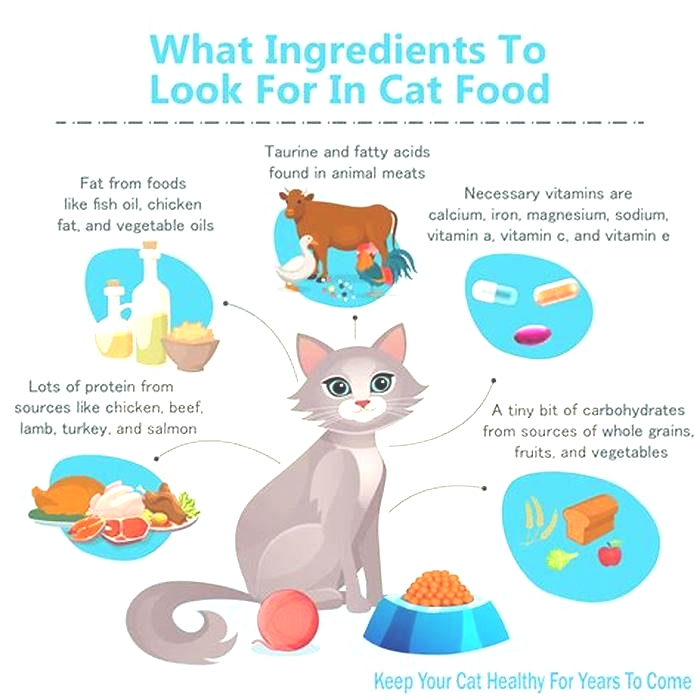 What should the first three ingredients in cat food be?