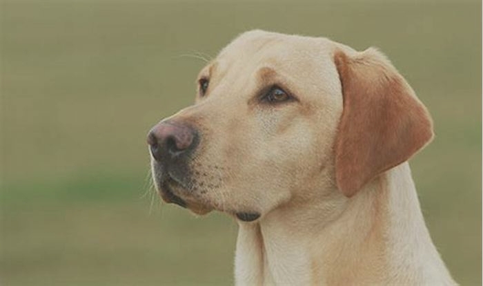 What smell do Labradors hate