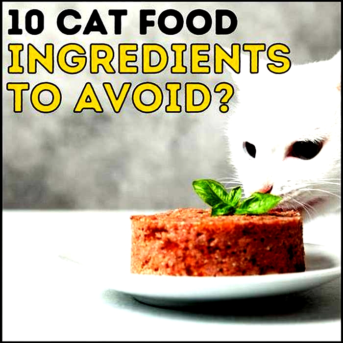 What to avoid when buying cat food?