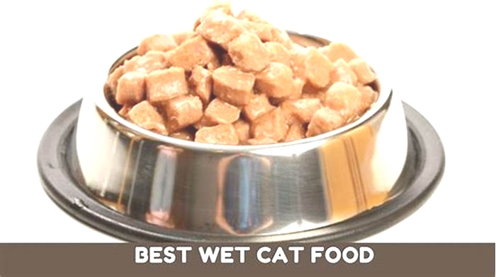 What wet cat food do most vets recommend?