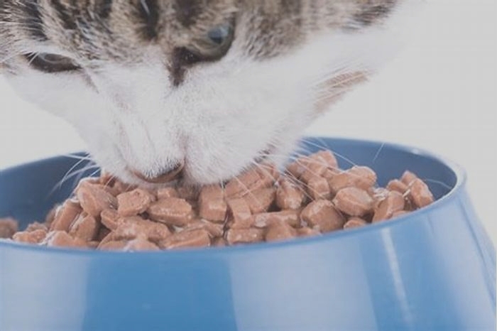 What wet cat food do vets recommend