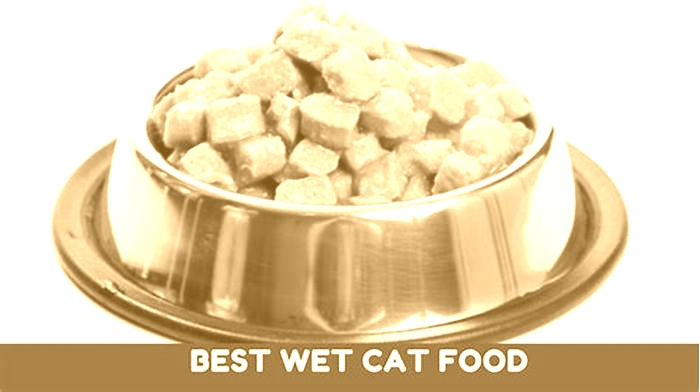 What wet food is best for cats?