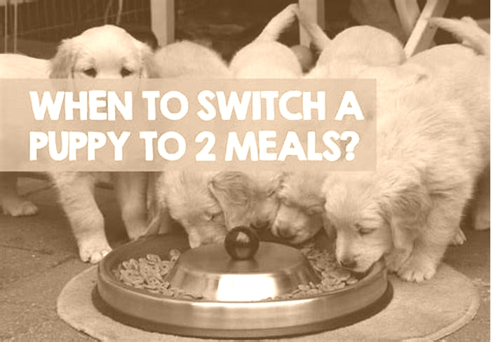 When should a Labrador go to 2 meals a day?