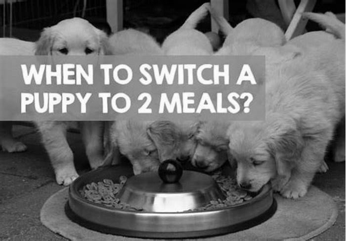 When to change puppy from 3 meals to 2?