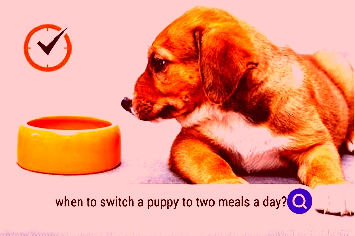 When to switch puppy to two meals a day