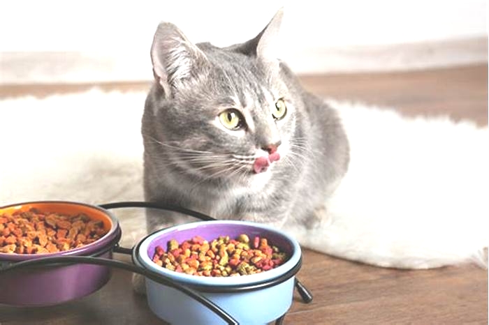 Which dry cat food do vets recommend