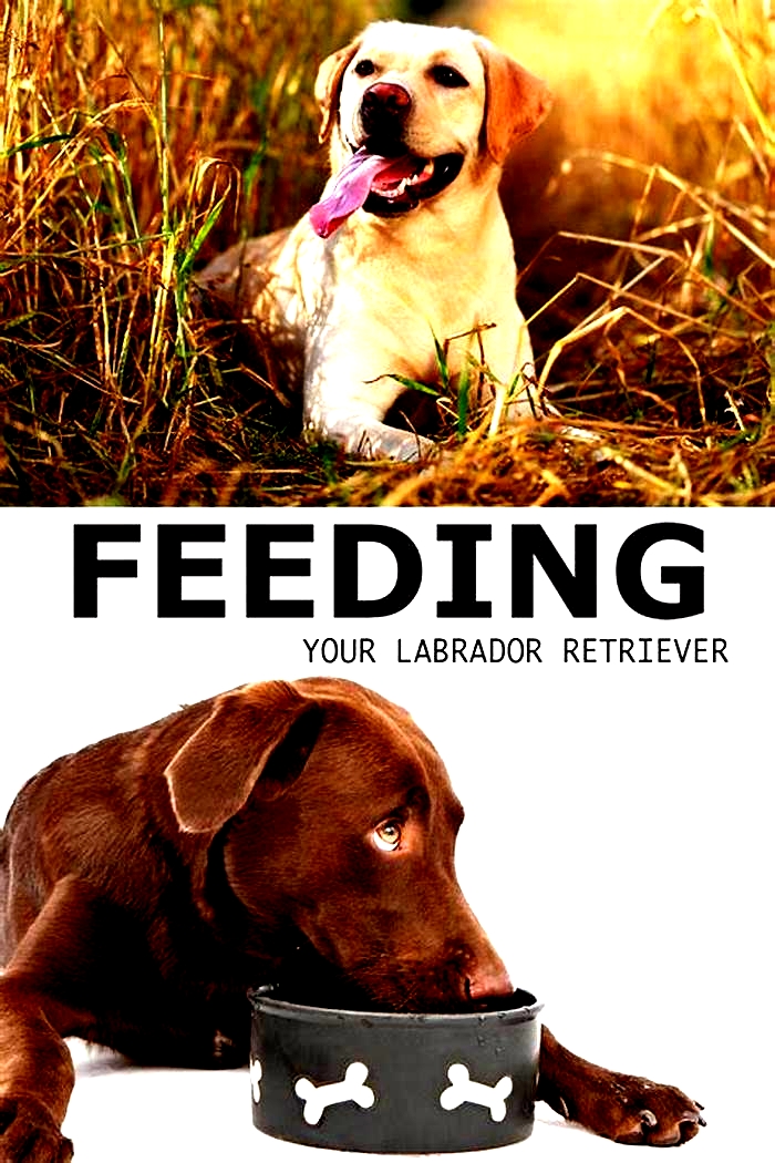 Which feed is best for Labrador?