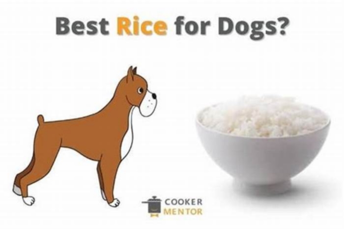 Which rice is best for Labrador?