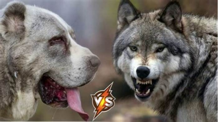 Who is stronger a wolf or a dog