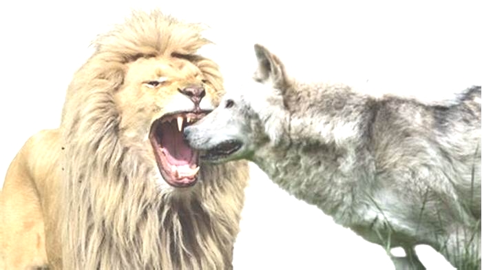 Who wins lion vs wolf?