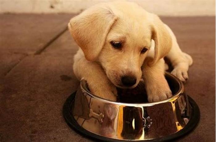 Why are Labradors obsessed with food