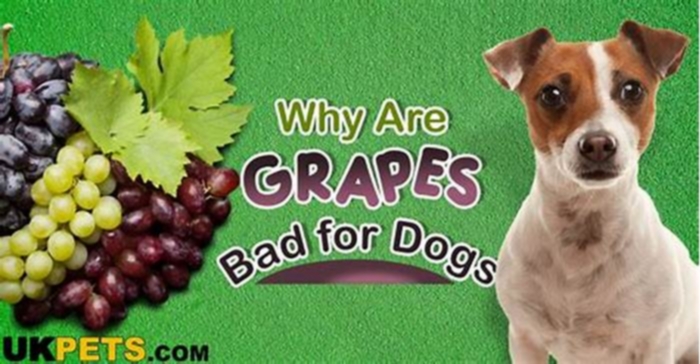 Why are grapes bad for dogs