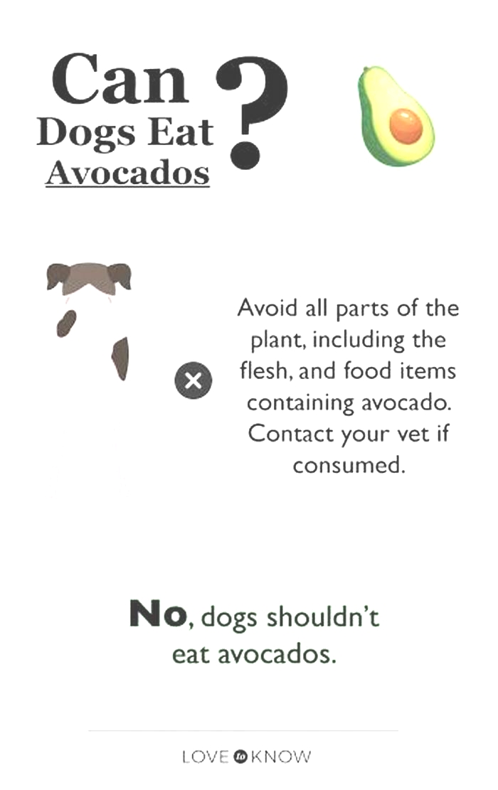 Why can t dogs eat avocado