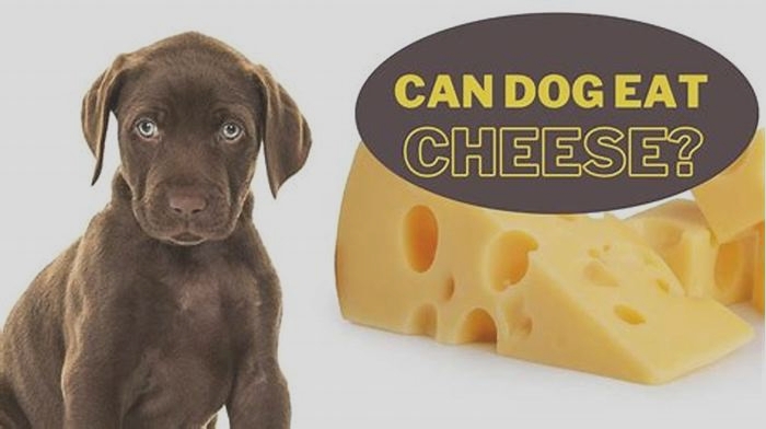 Why can't dogs eat cheese?