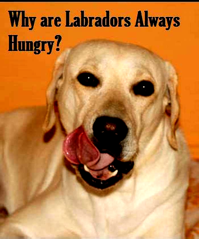 Why do Labradors always seem hungry