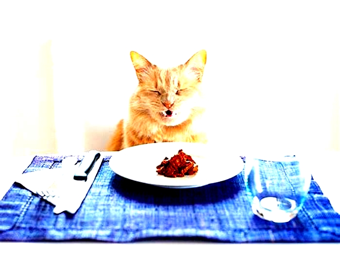 Why do cats suddenly stop eating wet food