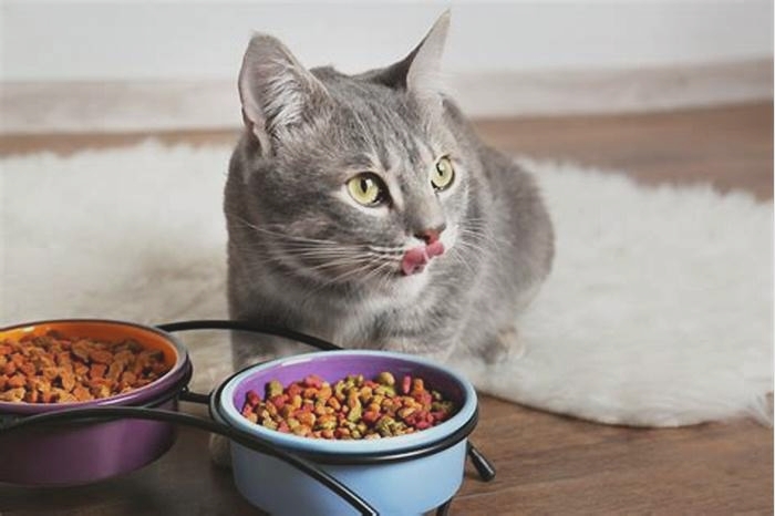 Why do vets recommend dry food for cats?