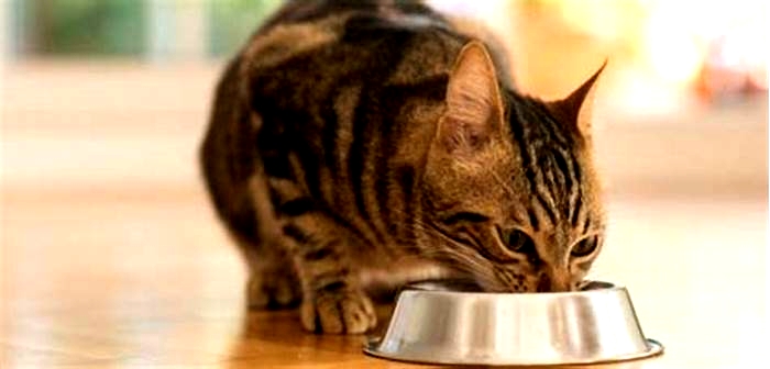 Why does my cat only lick the gravy off her food?