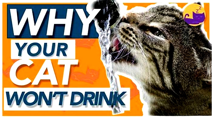 Why don t cats drink water