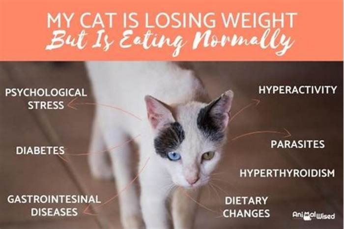 Why is my cat eating all the time but skinny?